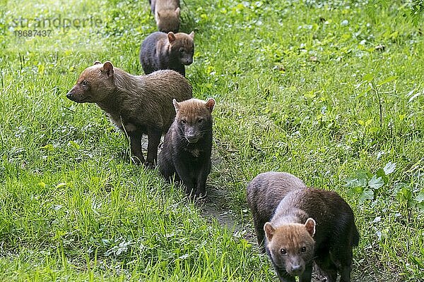 Waldhund (Speothos venaticus)  erwachsen mit fünf Jungtieren  Welpen bei der Futtersuche im Grasland  Wiese  in Mittel und Südamerika heimische Caniden