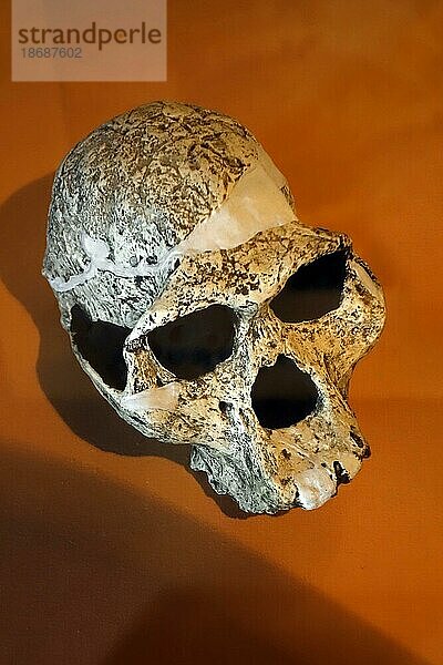 Replik des Schädels von Australopithecus  einer ausgestorbenen prähistorischen Hominidenart