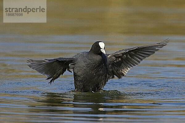 Blässralle (Fulica atra) schlägt mit den Flügeln im Teich