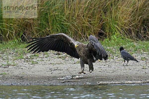 Nebelkrähe (Corvus cornix) und Seeadler (Haliaeetus albicilla)  Seeadler  Erne fressen gefangenen Fisch am Seeufer  Ufer