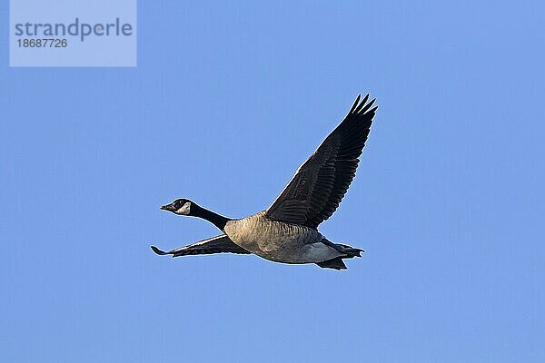 Kanadagans (Branta canadensis) im Flug vor blauem Himmel