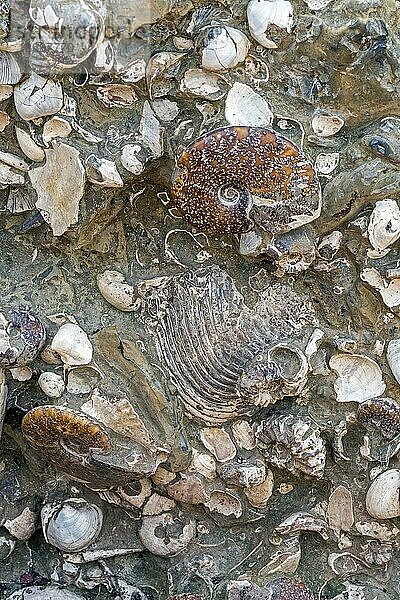 In Felsen eingebettete Muscheln  Nautilus und Ammonitenschalenfossilien