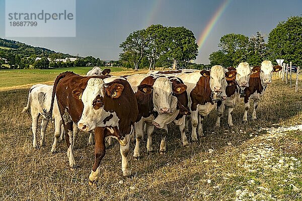 Montbéliard Rinder auf dem Land bei Le Moulin  Trévillers  Bourgogne-Franche-Comté  Frankreich  Europa