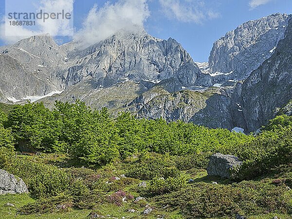 Hochkönig mit Heidekraut  Riedingtal  Alm  Mühlbach am Hochkönig  Pongau  Salzburg  Österreich  Europa