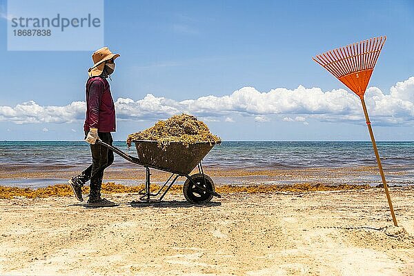 Arbeiter  der eine Schubkarre mit Meerespflanzen (Sargassum) trägt. Ökologisches Problem auf tropischen Inseln