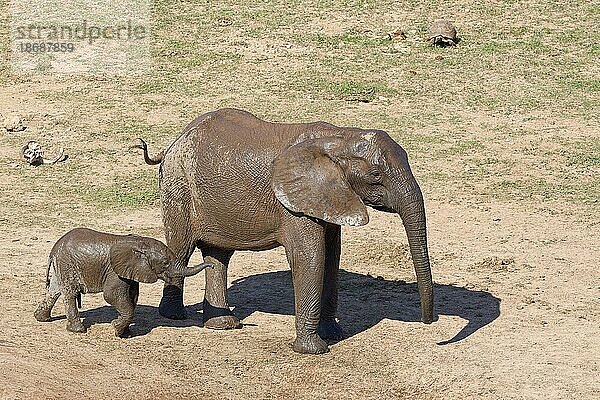 Afrikanische Elefanten (Loxodonta africana)  Mutter mit männlichem Elefantenbaby am Wasserloch  Leopardenschildkröte (Stigmochelys pardalis) weit hinten  Addo Elephant National Park  Ostkap  Südafrika