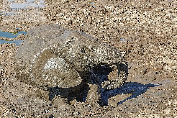 Afrikanischer Elefant (Loxodonta africana)  beim Schlammbad am Wasserloch  Addo Elephant National Park  Ostkap  Südafrika
