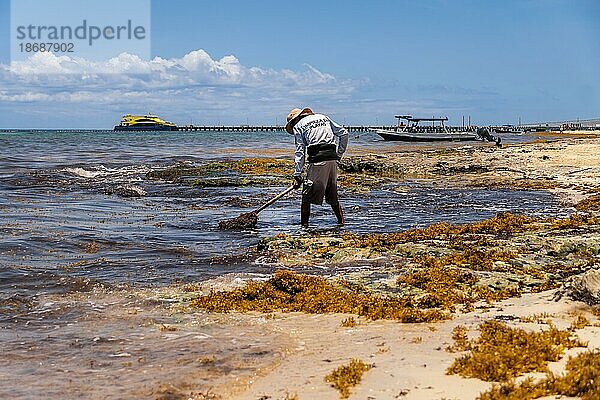Müder Arbeiter beim Sammeln von Algen (Sargassum) an den Stränden der Riviera Maya