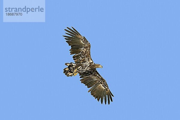 Seeadler (Haliaeetus albicilla)  Seeadler  Jungtier im Flug gegen den blauen Himmel