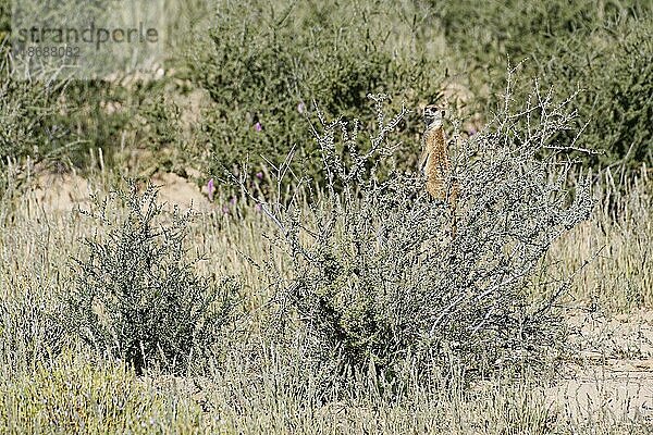 Erdmännchen (Suricata suricatta)  im Gleichgewicht auf einem dornigen Strauch stehend  Wächter auf der Lauer  Kalahari Wüste  Kgalagadi Transfrontier Park  Nordkap  Südafrika