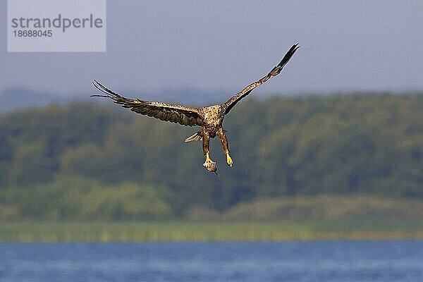 Seeadler (Haliaeetus albicilla)  Seeadler  der mit seinen Krallen Fische aus dem See fängt