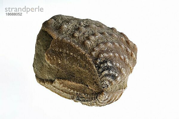 Myophorella clavellata  eine fossile Salzwassermuschel aus der Familie der Trigoniidae  gefunden in Vaches Noires in der Normandie  Frankreich  Europa