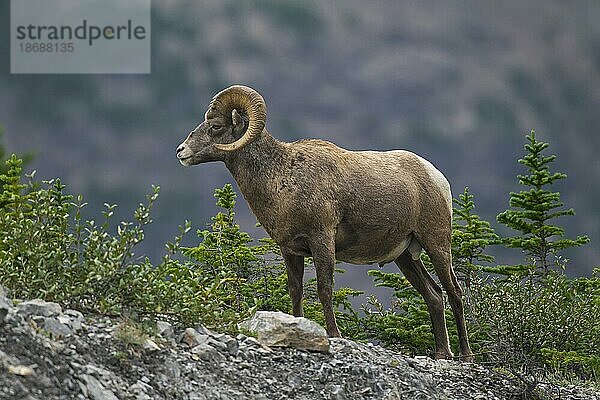 Dickhornschaf (Ovis canadensis)  Jasper National Park  Alberta  Kanada  Nordamerika