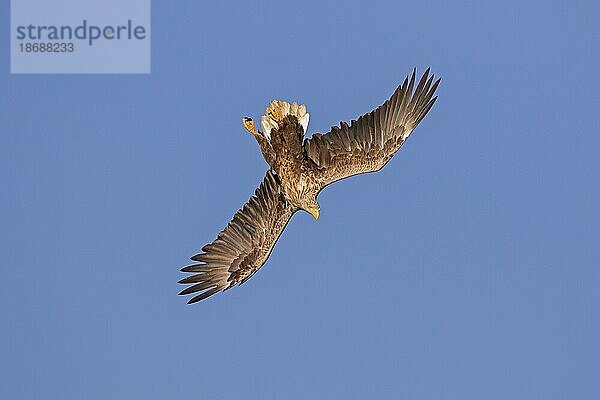 Seeadler (Haliaeetus albicilla)  Seeadler  erne im Flug tauchend gegen blauen Himmel (Sequenz 4 von 4)