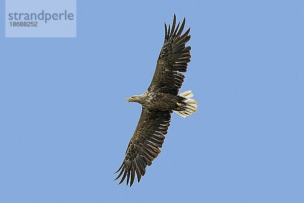 Seeadler (Haliaeetus albicilla)  Eurasischer Seeadler  erneutes Rufen eines Erwachsenen im Flug im Sommer gegen blauen Himmel