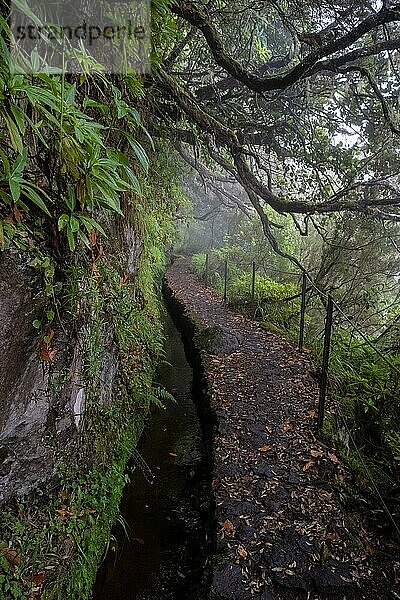Eine Levada Wanderung auf der Insel Madeira- im Atlantik gelegen- umgeben von Wald  Moos  urigen Bäumen und Natur  Madeira  Portugal  Europa
