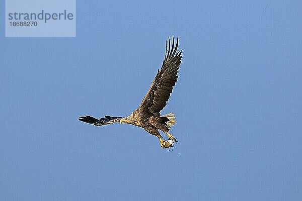 Seeadler (Haliaeetus albicilla)  Seeadler  erne im Flug mit gefangenem Fisch aus dem See in seinen Krallen