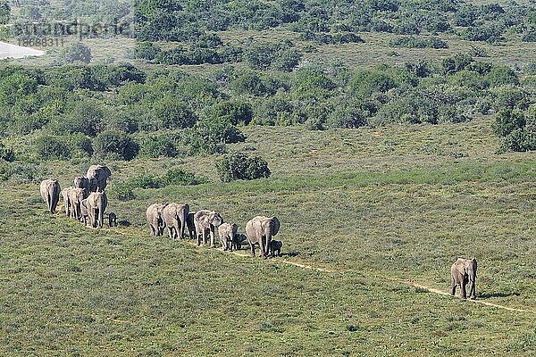 Afrikanische Elefanten (Loxodonta africana)  Herde mit Elefantenbabys  auf einem Feldweg in der Savanne  Addo Elephant National Park  Ostkap  Südafrika