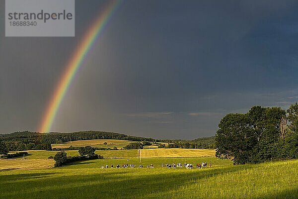 Regenbogen über einer Weide mit Rindern bei Le Moulin  Trévillers  Bourgogne-Franche-Comté  Frankreich  Europa