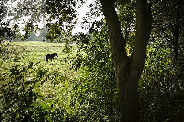 Ein Pferd steht auf einer Weide in der Nähe von Burg im Spreewald. Schmogrow  16.10.2021  Schmogrow  Deutschland  Europa