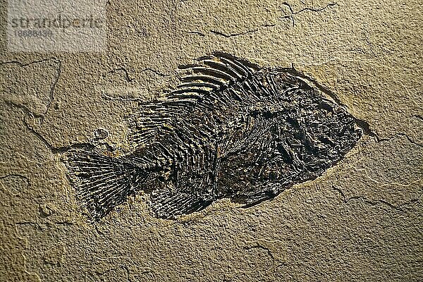 Cockerellites liops  Priscacara liops Fossil  ausgestorbener Barschfisch aus dem frühen Eozän  gefunden in der Green River Formation von Wyoming  USA  Nordamerika