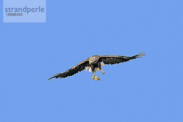 Seeadler (Haliaeetus albicilla)  Seeadler  erne im Flug mit gefangenem Fisch aus dem See in seinen Krallen