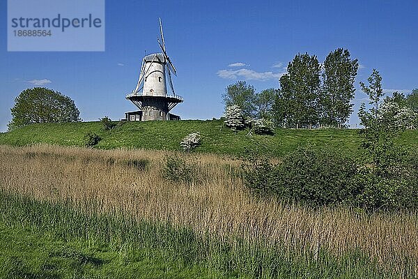 Windmühle De Koe in Veere  Zeeland  die Niederlande
