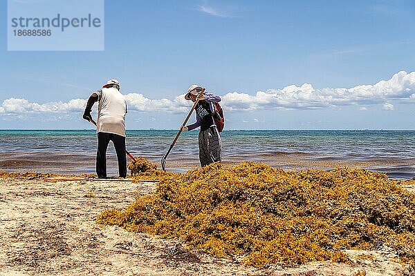 Arbeiter bei der Reinigung von Algen (Sargassum) an einer tropischen Küste. Problem der karibischen Ökologie