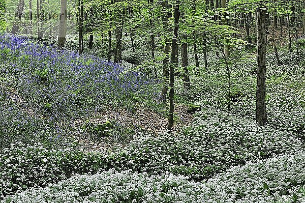 Bärlauch (Allium ursinum)  Bärlauch und Glockenblumen blühen entlang eines Waldbachs in einem Buchenlaubwald