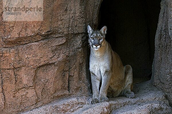 Puma  Berglöwe  Cougar (Felis concolor) sitzend im Schatten am Eingang einer Höhle  beheimatet in den Amerikas