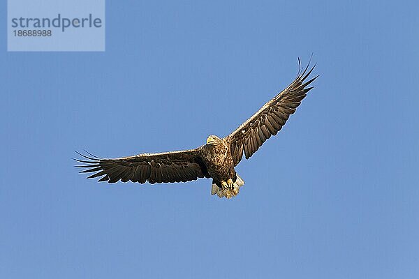 Seeadler (Haliaeetus albicilla)  Seeadler  Seeadler im Flug gegen den blauen Himmel