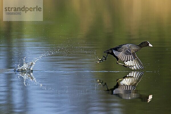 Blässralle (Fulica atra) beim Abflug vom See  indem es über das Wasser läuft und mit den Flügeln schlägt
