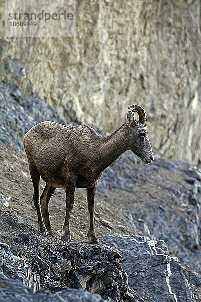 Dickhornschaf (Ovis canadensis) weiblich auf einem Felsvorsprung  Jasper National Park  Alberta  Kanada  Nordamerika