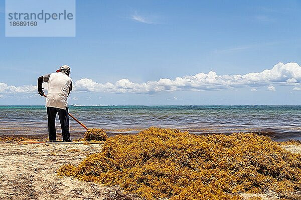 Arbeiter  der den schmutzigen Sandstrand von Meerespflanzen (Sargassum) säubert. Ökologisches Problem auf tropischen Inseln