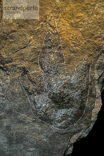 Grallator  Drei Zehen Abdruck eines zweibeinigen Theropoden Dinosauriers  späte Trias oder frühe Kreidezeit