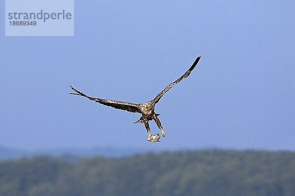 Seeadler (Haliaeetus albicilla)  Seeadler  erne im Flug mit gefangenem Fisch aus dem See in seinen Krallen