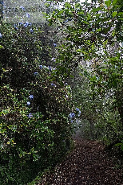 Eine Levada Wanderung auf der Insel Madeira  im Atlantik gelegen- umgeben von Wald  Hortensien und Natur  Madeira  Portugal  Europa