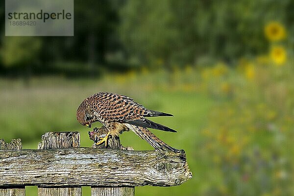Turmfalke (Falco tinnunculus) auf altem  verwittertem Holzzaun sitzend beim Fressen gefangener Mäusebeute