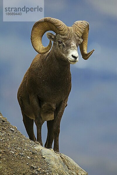 Dickhornschaf (Ovis canadensis)  Jasper National Park  Alberta  Kanada  Nordamerika