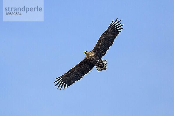 Seeadler (Haliaeetus albicilla)  Seeadler  Seeadler im Flug gegen den blauen Himmel