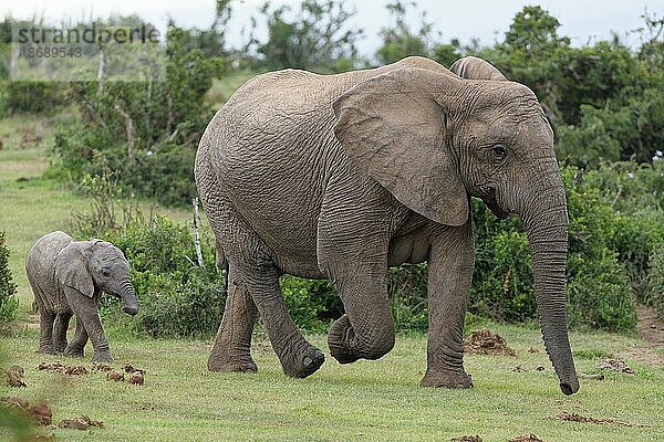 Afrikanische Elefanten (Loxodonta africana)  Mutter mit Elefantenbaby im Grasland  Addo Elephant National Park  Ostkap  Südafrika