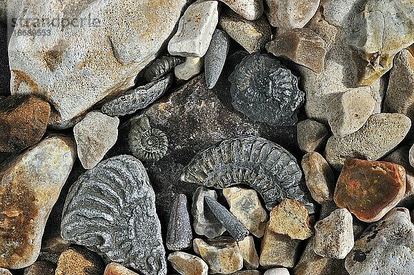 Fossilien wie fossile Wächter von Belemniten und Ammoniten am Kiesstrand in der Nähe von Lyme Regis an der Jurassic Coast  Dorset  Süd-England  UK