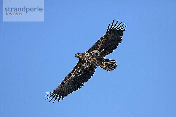 Seeadler (Haliaeetus albicilla)  Jungtier im Flug  Deutschland  Europa