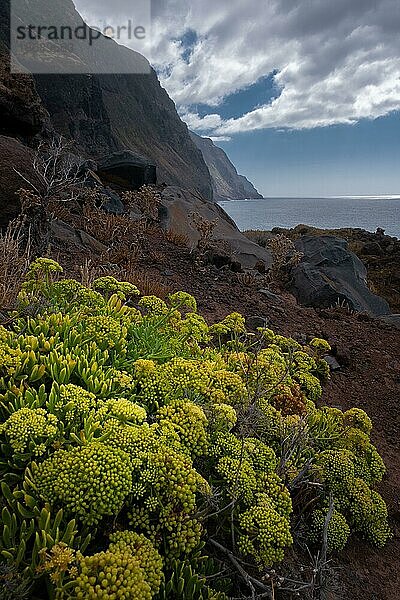Gelbe Blumen an einer Steilküste in Madeira  im Hintergrund das Meer  Madeira  Portugal  Europa