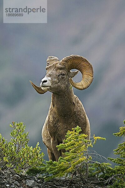 Dickhornschaf (Ovis canadensis)  Jasper National Park  Alberta  Kanada  Nordamerika