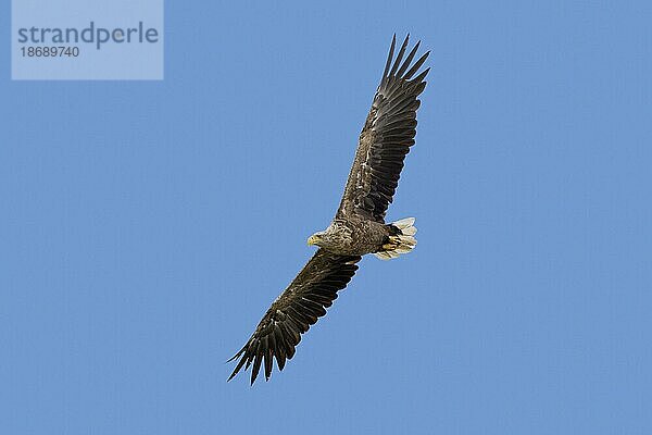 Seeadler (Haliaeetus albicilla)  Eurasischer Seeadler  wieder erwachsen im Flug gegen den blauen Himmel im Sommer