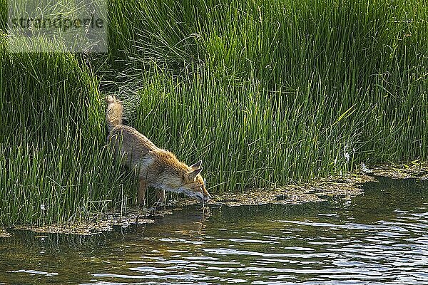 Einsamer Rotfuchs (Vulpes vulpes)  der aus den Wasserpflanzen auftaucht  um im Sommer Wasser aus dem See zu trinken