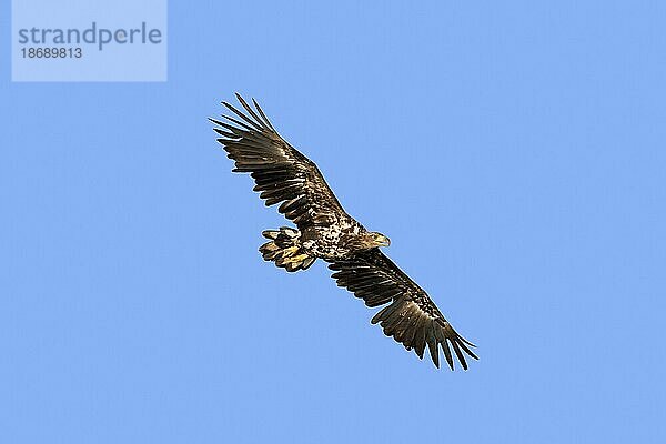 Seeadler (Haliaeetus albicilla)  Seeadler  Jungtier im Flug gegen den blauen Himmel