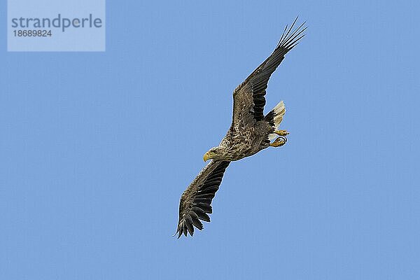 Seeadler (Haliaeetus albicilla)  Eurasischer Seeadler  neues adultes Tier im Flug beim Tauchen gegen den blauen Himmel im Sommer