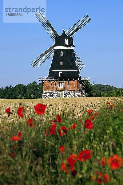 Traditionelle Windmühle auf einem Feld in Krageholm  Skåne  Schweden  Skandinavien  Europa
